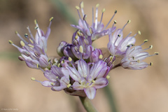 Allium howellii