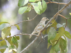 Passer domesticus