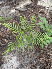 Pteridium caudatum