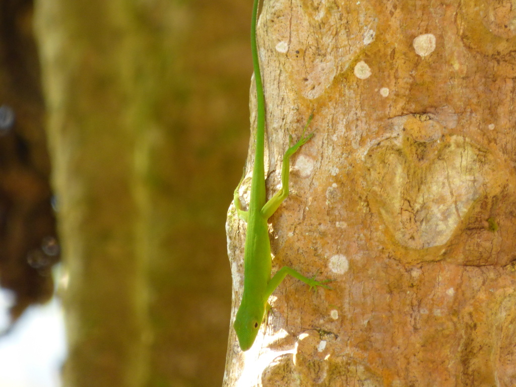 Boulenger's Green Anole