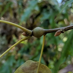 Zapatella quercusmedullae
