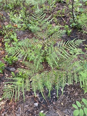 Pteridium caudatum