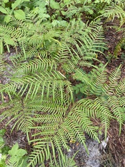 Pteridium caudatum