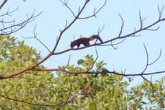 Callosciurus finlaysonii