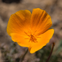 Eschscholzia lemmonii