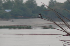 Motacilla samveasnae