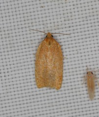 Sparganothis distincta