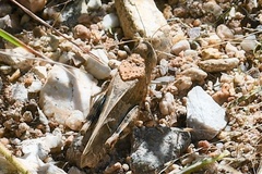 Leprus