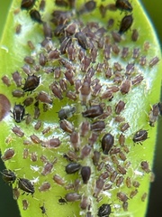 Aphis