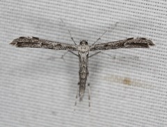 Hellinsia inquinatus