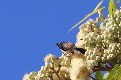 Cissomela pectoralis