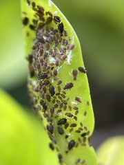 Aphis