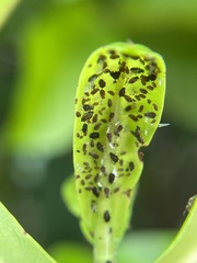 Aphis