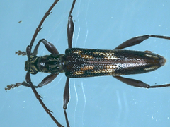 Coptocercus rubripes