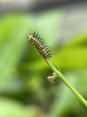 Heliconius charithonia