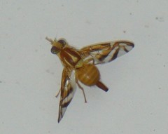 Anastrepha striata