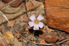 Oxalis orthopoda