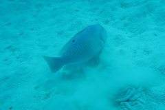 Choerodon schoenleinii