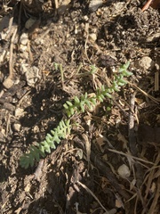 Sedum nuttallii