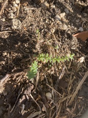Sedum nuttallii