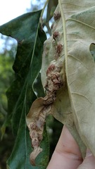 Polystepha symmetrica
