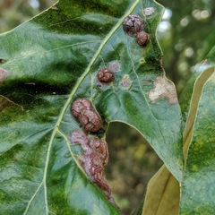 Polystepha symmetrica