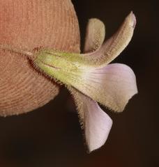 Oxalis orthopoda