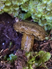 Lactarius olivaceoumbrinus
