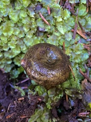 Lactarius olivaceoumbrinus
