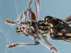 Coptocercus rubripes