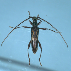 Coptocercus rubripes