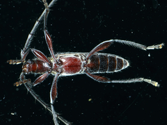 Coptocercus rubripes
