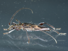 Coptocercus rubripes