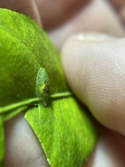 Nuntianus cubanus