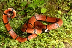 Sinomicrurus macclellandi