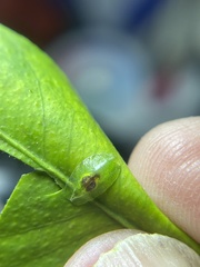 Nuntianus cubanus