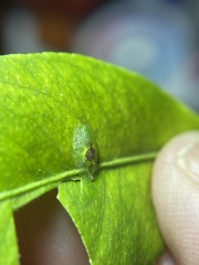 Nuntianus cubanus