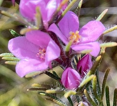 Boronia stricta