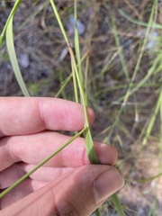 Aristida desmantha