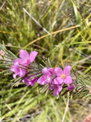Boronia stricta