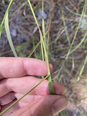 Aristida desmantha