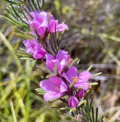 Boronia stricta