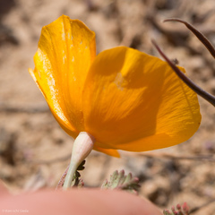 Eschscholzia lemmonii