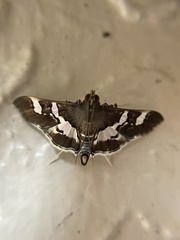 Desmia ufeus