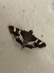 Desmia ufeus