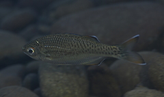 Kuhlia marginata