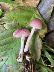Leucoagaricus roseilividus