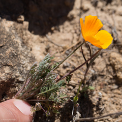 Eschscholzia lemmonii