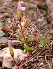 Oxalis nidulans nidulans