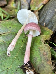Leucoagaricus roseilividus